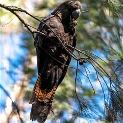 Calyptorhynchus lathami lathami at Penrose, NSW - 11 Apr 2021