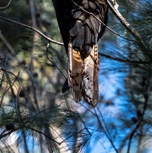 Calyptorhynchus lathami lathami at Penrose, NSW - 11 Apr 2021