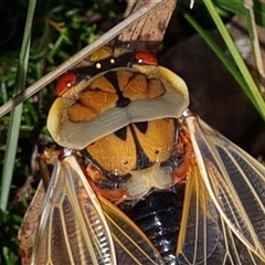 Cyclochila australasiae (Greengrocer, Yellow Monday, Masked devil) at Penrose, NSW - 30 Sep 2024 by Butterflygirl