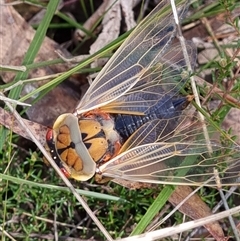Cyclochila australasiae at Penrose, NSW - 30 Sep 2024 12:14 PM