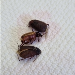 Sericesthis sp. (genus) (A cockchafer) at Belconnen, ACT - 22 Nov 2024 by Butterflygirl