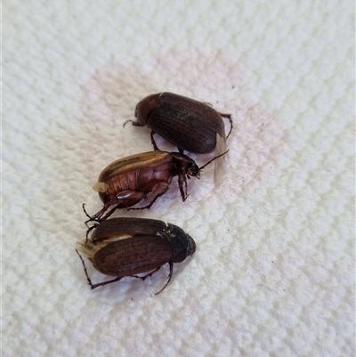 Unidentified Beetle (Coleoptera) at Belconnen, ACT - 22 Nov 2024 by Butterflygirl