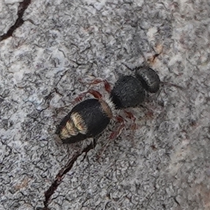 Mutillidae (family) at Hall, ACT - 21 Nov 2024 05:19 PM