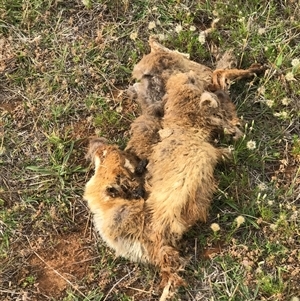 Vulpes vulpes (Red Fox) at Palmerston, ACT by Woozlecat