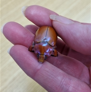 Anoplognathus montanus at Belconnen, ACT - 22 Nov 2024