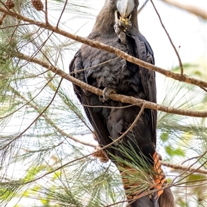 Calyptorhynchus lathami lathami at Penrose, NSW - suppressed