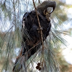 Calyptorhynchus lathami lathami at Penrose, NSW - suppressed