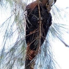 Calyptorhynchus lathami lathami at Penrose, NSW - suppressed