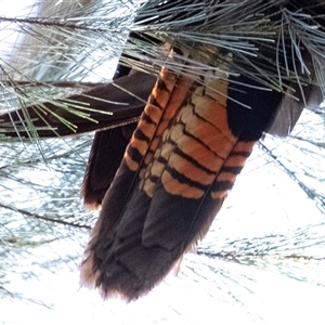 Calyptorhynchus lathami lathami at Penrose, NSW - suppressed