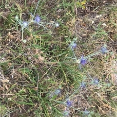 Eryngium ovinum (Blue Devil) at Crace, ACT - 21 Nov 2024 by Woozlecat