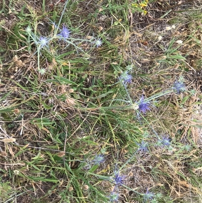 Eryngium ovinum (Blue Devil) at Crace, ACT - 21 Nov 2024 by Woozlecat