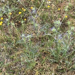 Eryngium ovinum at Crace, ACT - 21 Nov 2024 04:15 PM