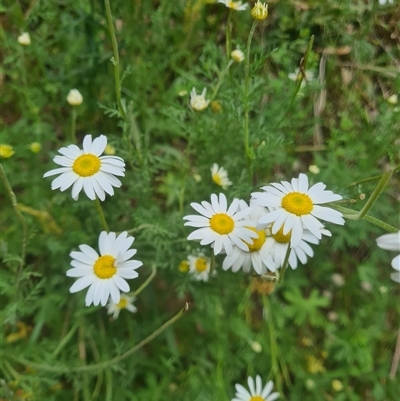 Senecio bathurstianus at Uriarra Village, ACT - 20 Nov 2024 by LukeMcElhinney