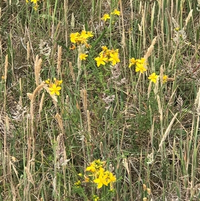 Hypericum perforatum at Crace, ACT - 21 Nov 2024 by Woozlecat