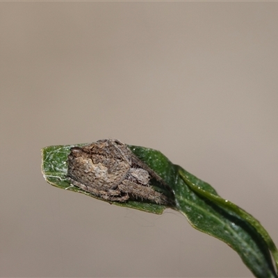 Socca pustulosa (Knobbled Orbweaver) at Hall, ACT - 18 Nov 2024 by Anna123