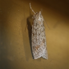 Chlenias banksiaria group (A Geometer moth) at Freshwater Creek, VIC - 13 Jul 2020 by WendyEM