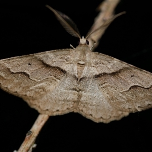 Syneora fractata at Freshwater Creek, VIC - 14 Jul 2020 11:37 PM