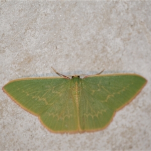Chlorocoma dichloraria at Freshwater Creek, VIC - 14 Jul 2020 11:20 PM