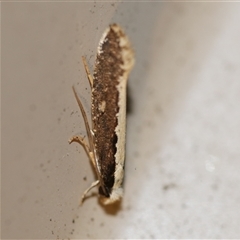 Monopis ethelella (Dead Sheep's Moth) at Freshwater Creek, VIC - 14 Jul 2020 by WendyEM