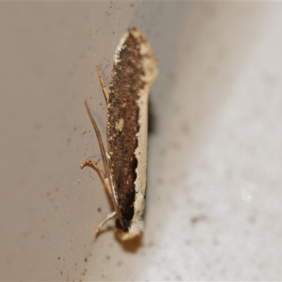 Monopis ethelella (Dead Sheep's Moth) at Freshwater Creek, VIC - 13 Jul 2020 by WendyEM