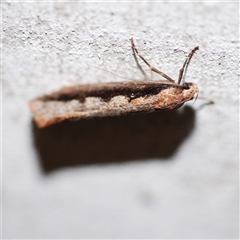 Leptocroca sanguinolenta (A Concealer moth) at Freshwater Creek, VIC - 16 Jul 2020 by WendyEM