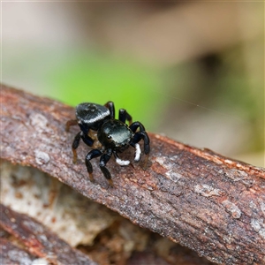 Unidentified Jumping or peacock spider (Salticidae) at Cotter River, ACT by DPRees125