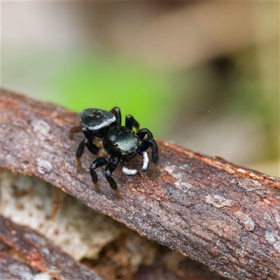 Unidentified Jumping or peacock spider (Salticidae) at Cotter River, ACT - 22 Nov 2024 by DPRees125