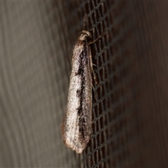 Leptocroca sanguinolenta (A Concealer moth) at Freshwater Creek, VIC - 17 Jul 2020 by WendyEM