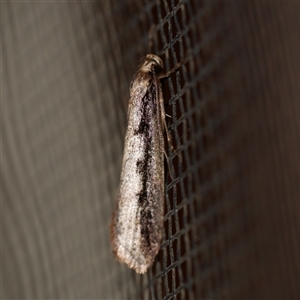 Leptocroca sanguinolenta at Freshwater Creek, VIC - 17 Jul 2020 12:10 AM