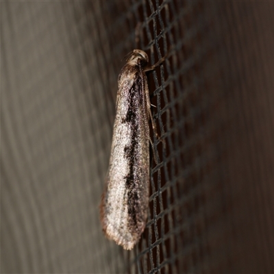 Leptocroca sanguinolenta (A Concealer moth) at Freshwater Creek, VIC - 16 Jul 2020 by WendyEM