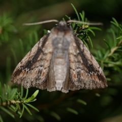 Chlenias auctaria (A Geometer moth (Diptychini) at Freshwater Creek, VIC - 21 Jul 2020 by WendyEM