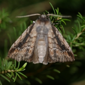 Chlenias auctaria at Freshwater Creek, VIC - 21 Jul 2020