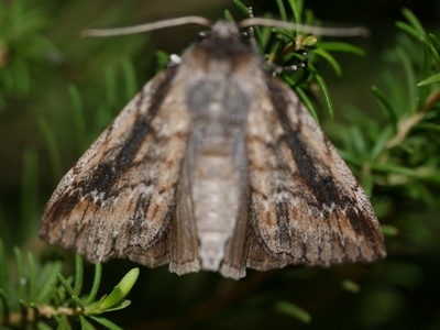 Chlenias auctaria (A Geometer moth (Diptychini) at Freshwater Creek, VIC - 21 Jul 2020 by WendyEM