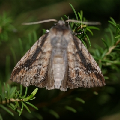 Chlenias auctaria (A Geometer moth (Diptychini) at Freshwater Creek, VIC - 21 Jul 2020 by WendyEM