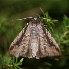 Chlenias auctaria at Freshwater Creek, VIC - 21 Jul 2020