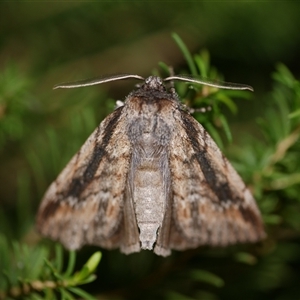 Chlenias auctaria at Freshwater Creek, VIC - 21 Jul 2020