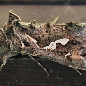 Chrysodeixis argentifera at Wamboin, NSW - 23 Nov 2024