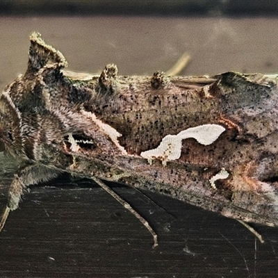 Chrysodeixis argentifera at Wamboin, NSW - 23 Nov 2024 by Wolfdogg