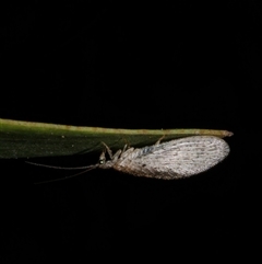 Micromus tasmaniae at Freshwater Creek, VIC - 29 Jul 2020 by WendyEM