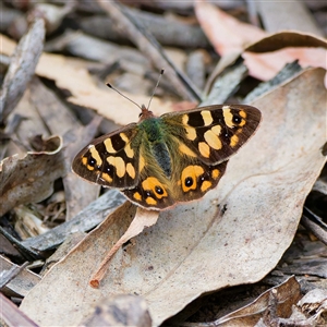 Argynnina cyrila at Cotter River, ACT - 22 Nov 2024 01:21 PM