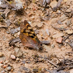 Argynnina cyrila at Cotter River, ACT - 22 Nov 2024