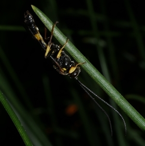 Ichneumonoidea (Superfamily) at Freshwater Creek, VIC by WendyEM