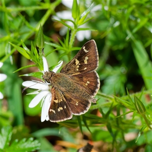 Pasma tasmanica (Two-spotted Grass-skipper) at Cotter River, ACT by DPRees125