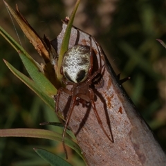 Phonognatha graeffei at Freshwater Creek, VIC - 29 Jul 2020 by WendyEM