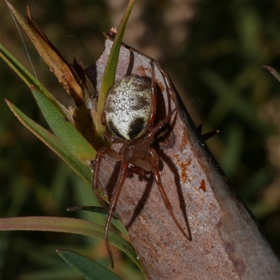 Phonognatha graeffei at Freshwater Creek, VIC - 29 Jul 2020 by WendyEM