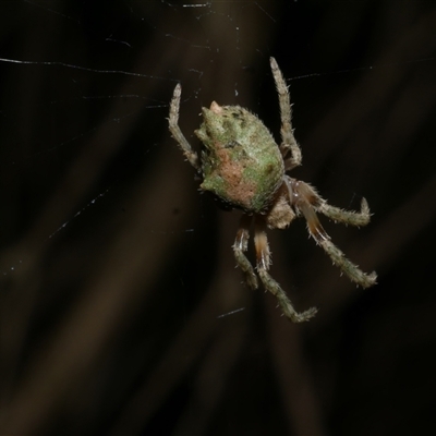 Socca pustulosa (Knobbled Orbweaver) at Freshwater Creek, VIC - 29 Jul 2020 by WendyEM