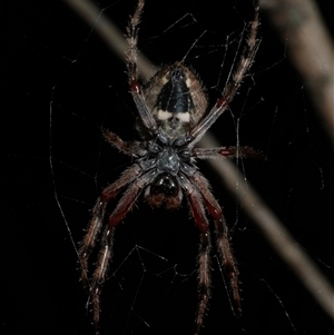 Hortophora transmarina at Freshwater Creek, VIC by WendyEM