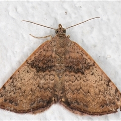 Chrysolarentia mecynata (Mecynata Carpet Moth) at Melba, ACT - 20 Nov 2024 by kasiaaus