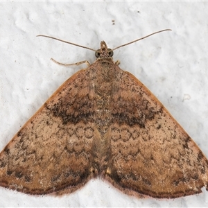 Chrysolarentia mecynata at Melba, ACT - 20 Nov 2024 11:17 PM