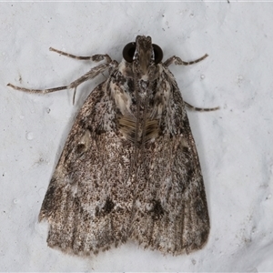 Spectrotrota fimbrialis (A Pyralid moth) at Melba, ACT by kasiaaus